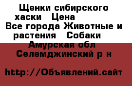 Щенки сибирского хаски › Цена ­ 12 000 - Все города Животные и растения » Собаки   . Амурская обл.,Селемджинский р-н